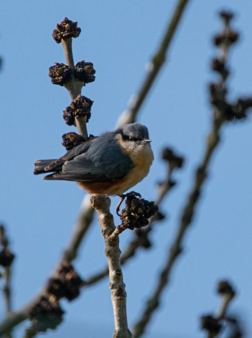 Nuthatch © John M Williams 2021
