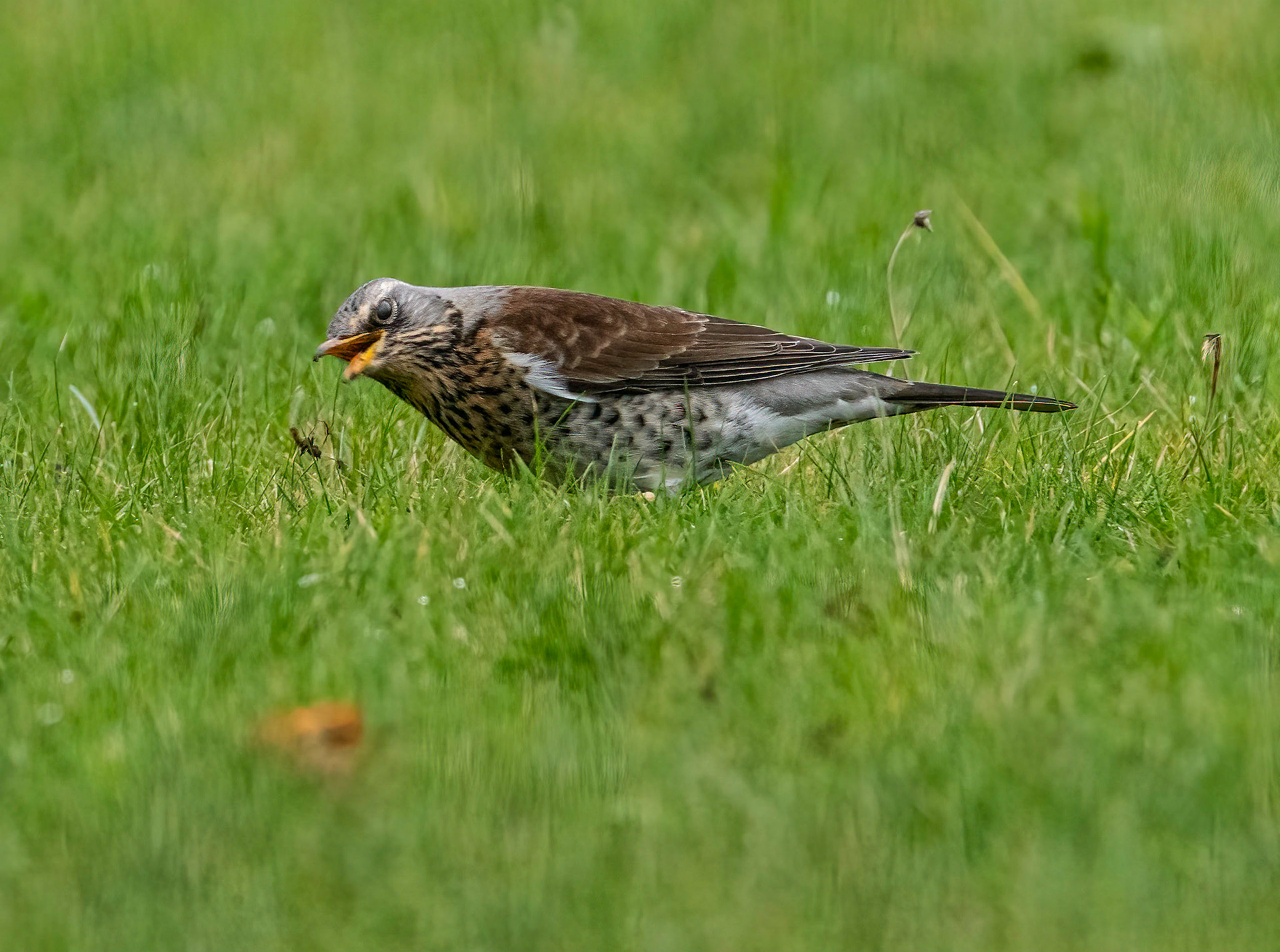 © John M Williams 2021