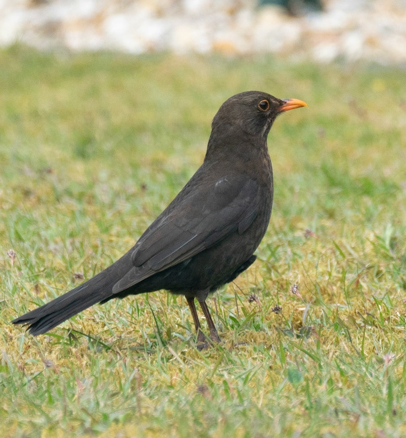 © John M Williams 2021