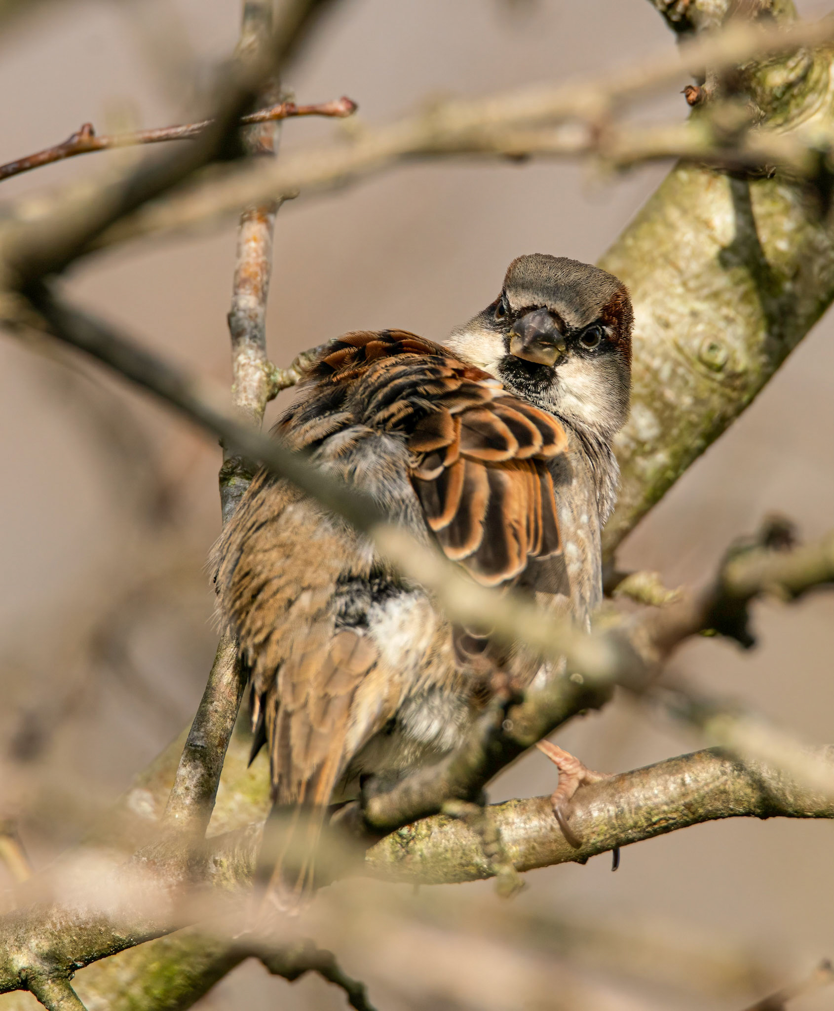 © John M Williams 2021