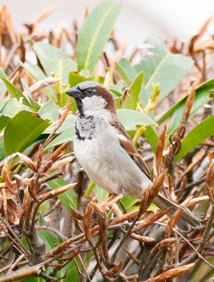 © John M Williams 2021