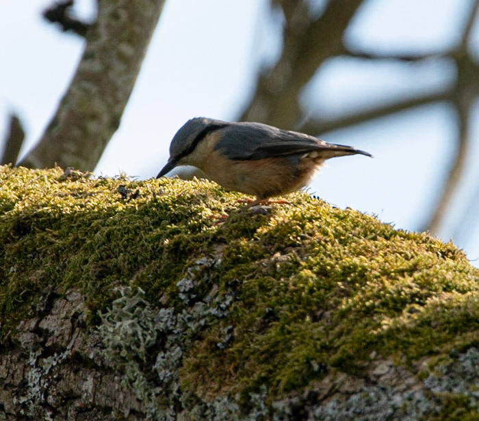 Nuthatch © John M Williams 2021