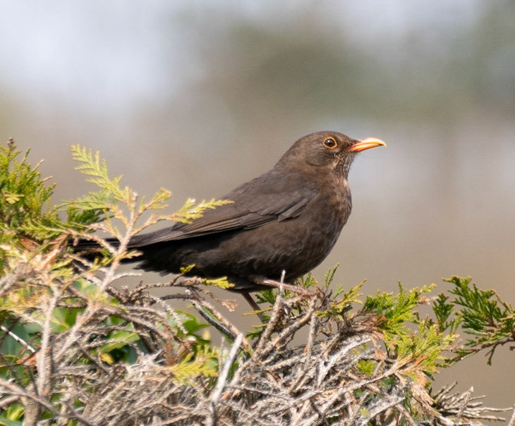 © John M Williams 2021