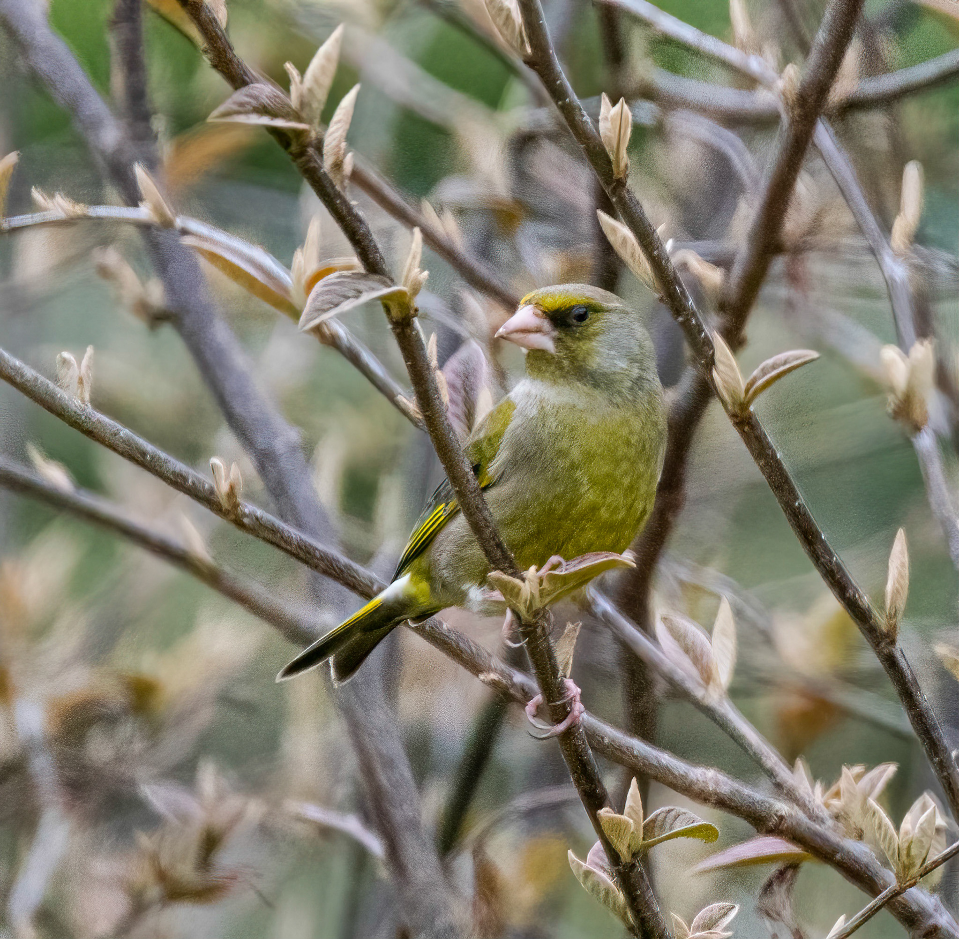 © John M Williams 2021