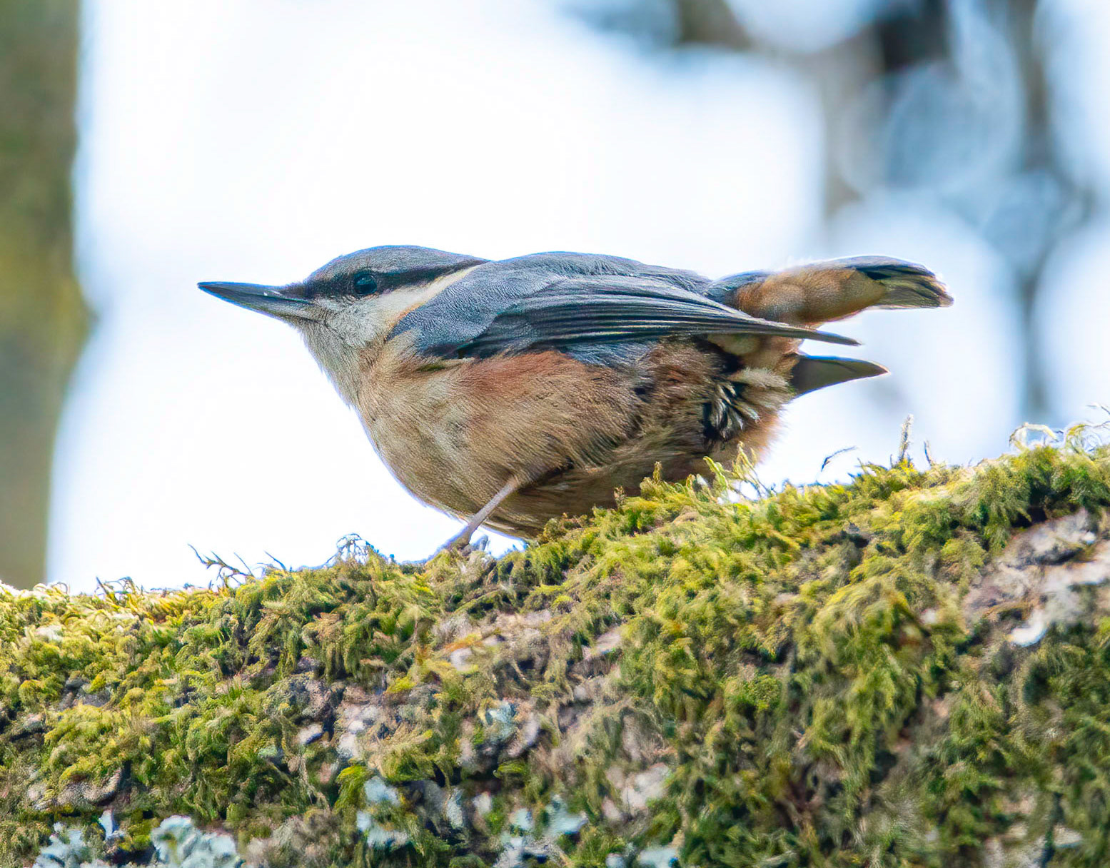 Nuthatch © John M Williams 2021