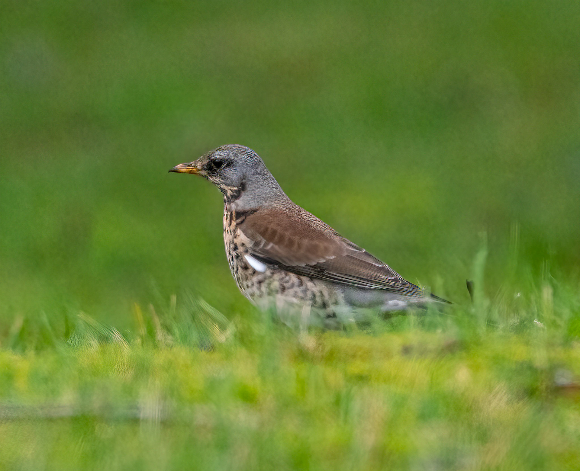 © John M Williams 2021