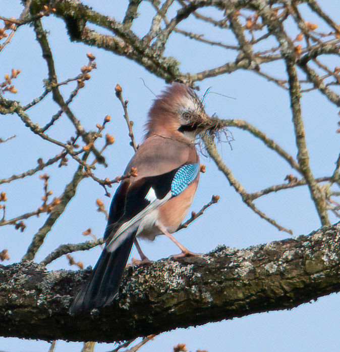 Jay  © John M Williams 2021