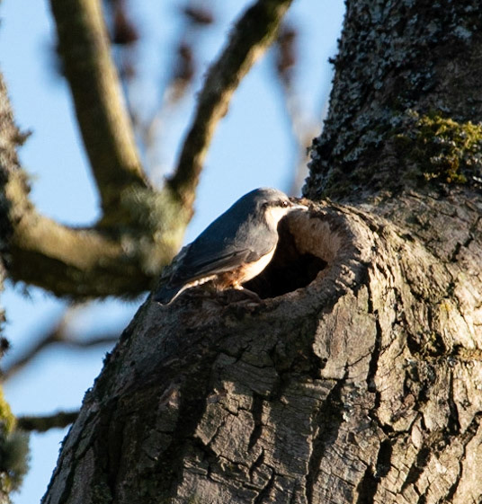 Nuthatch © John M Williams 2021