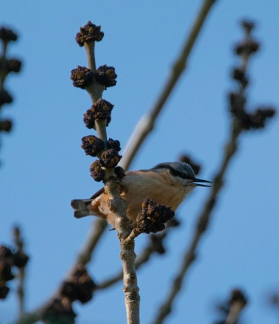 Nuthatch © John M Williams 2021