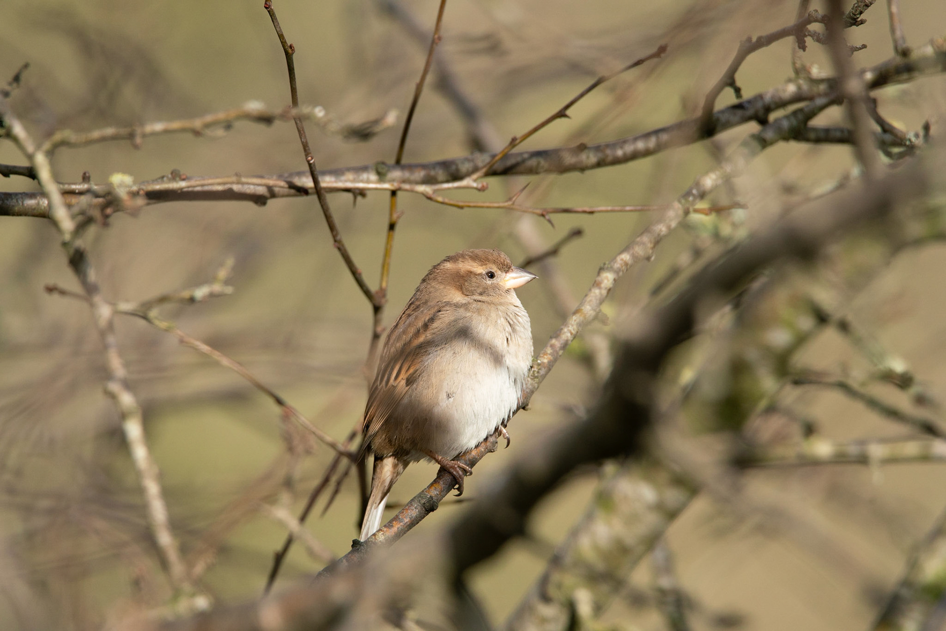 © John M Williams 2021