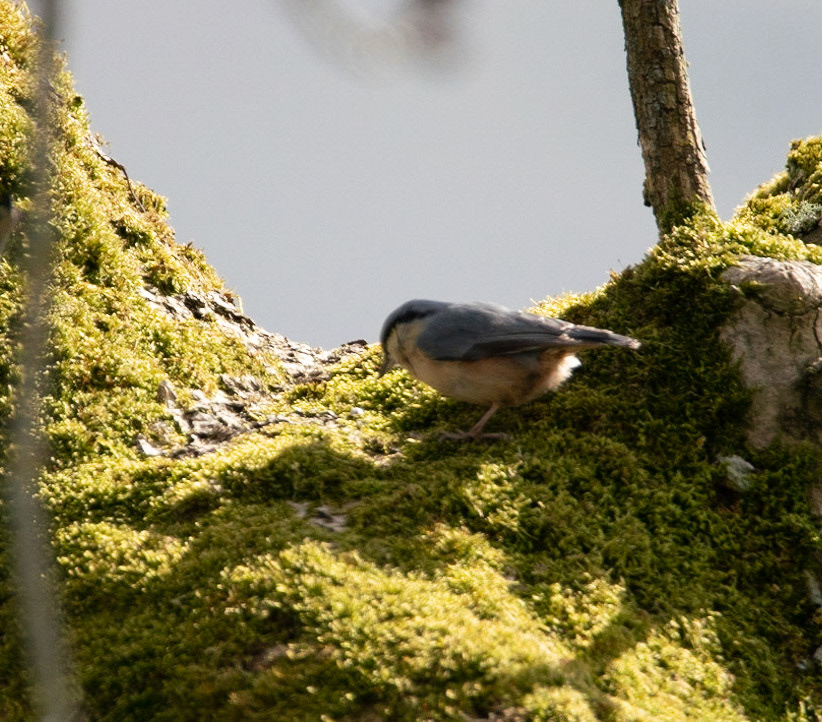 Nuthatch © John M Williams 2021