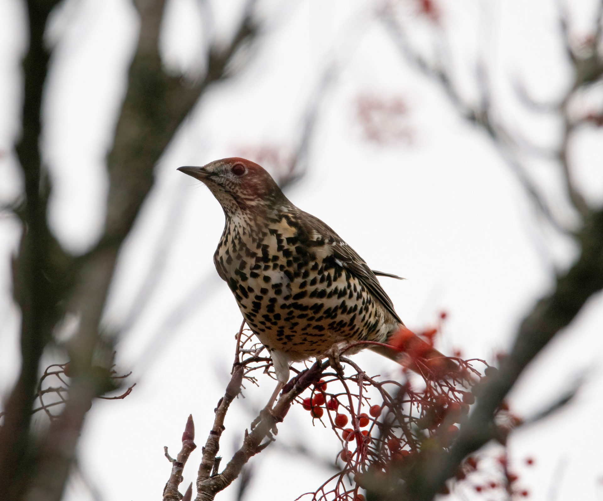 © John M Williams 2021