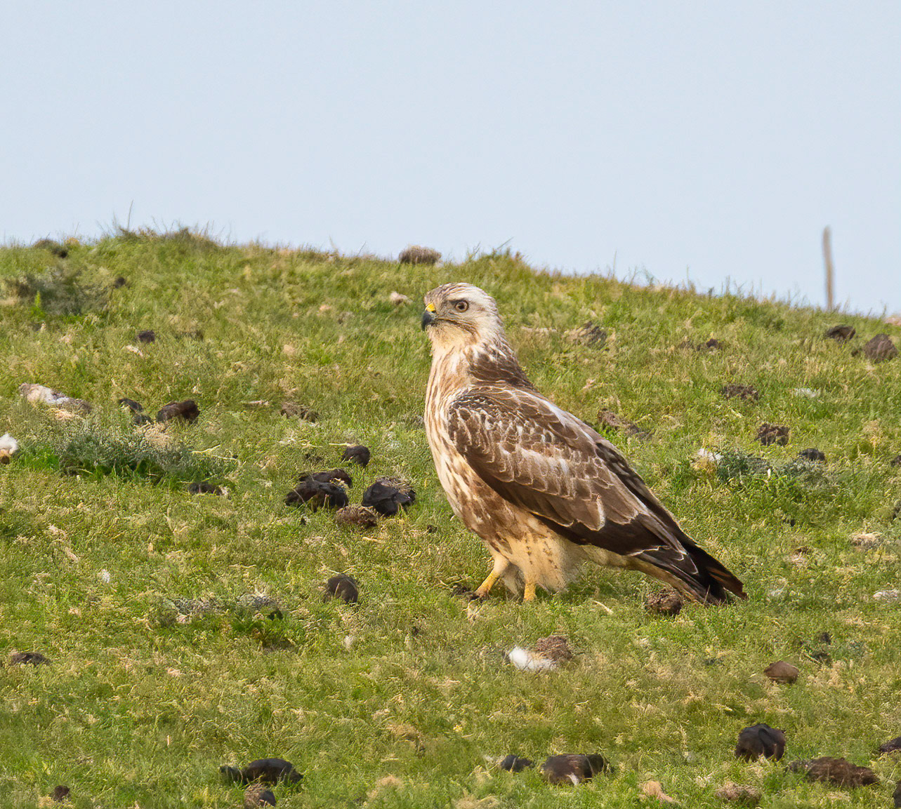 Buzzard, pale variant © John M Williams 2021