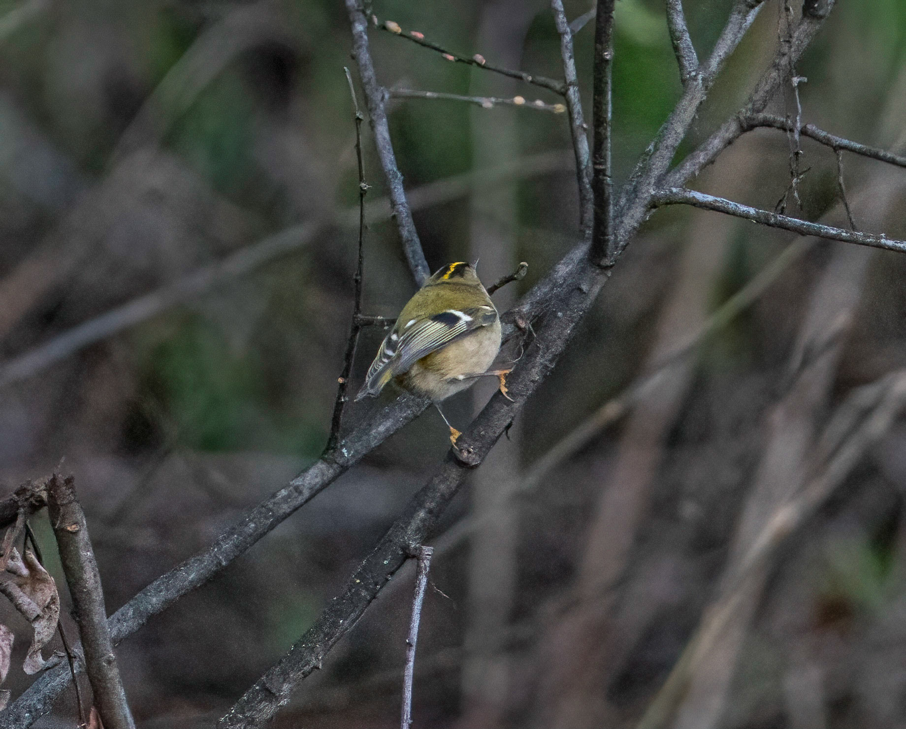 © John M Williams 2021