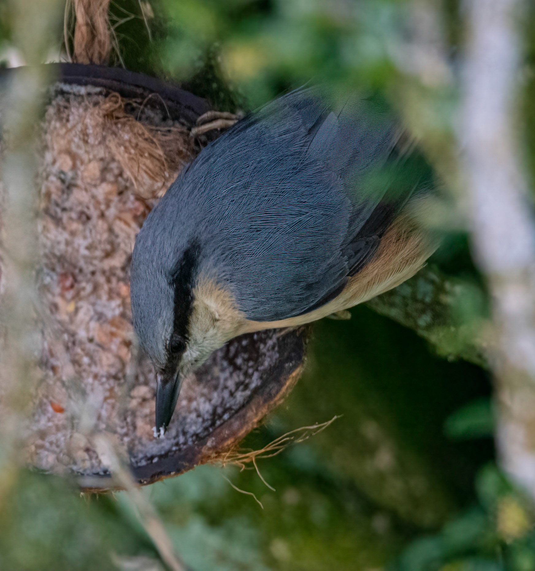 Nuthatch © John M Williams 2021