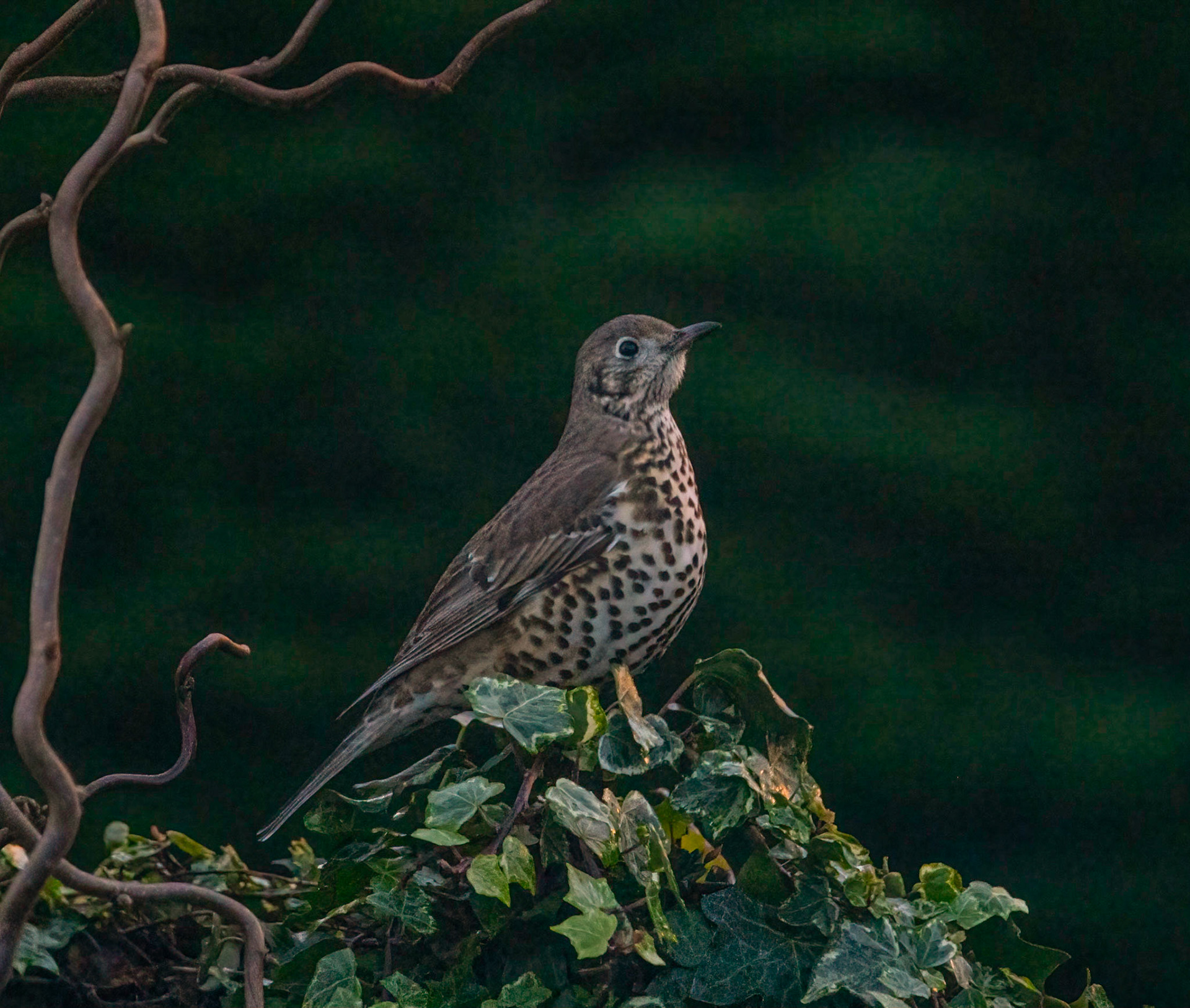 © John M Williams 2021