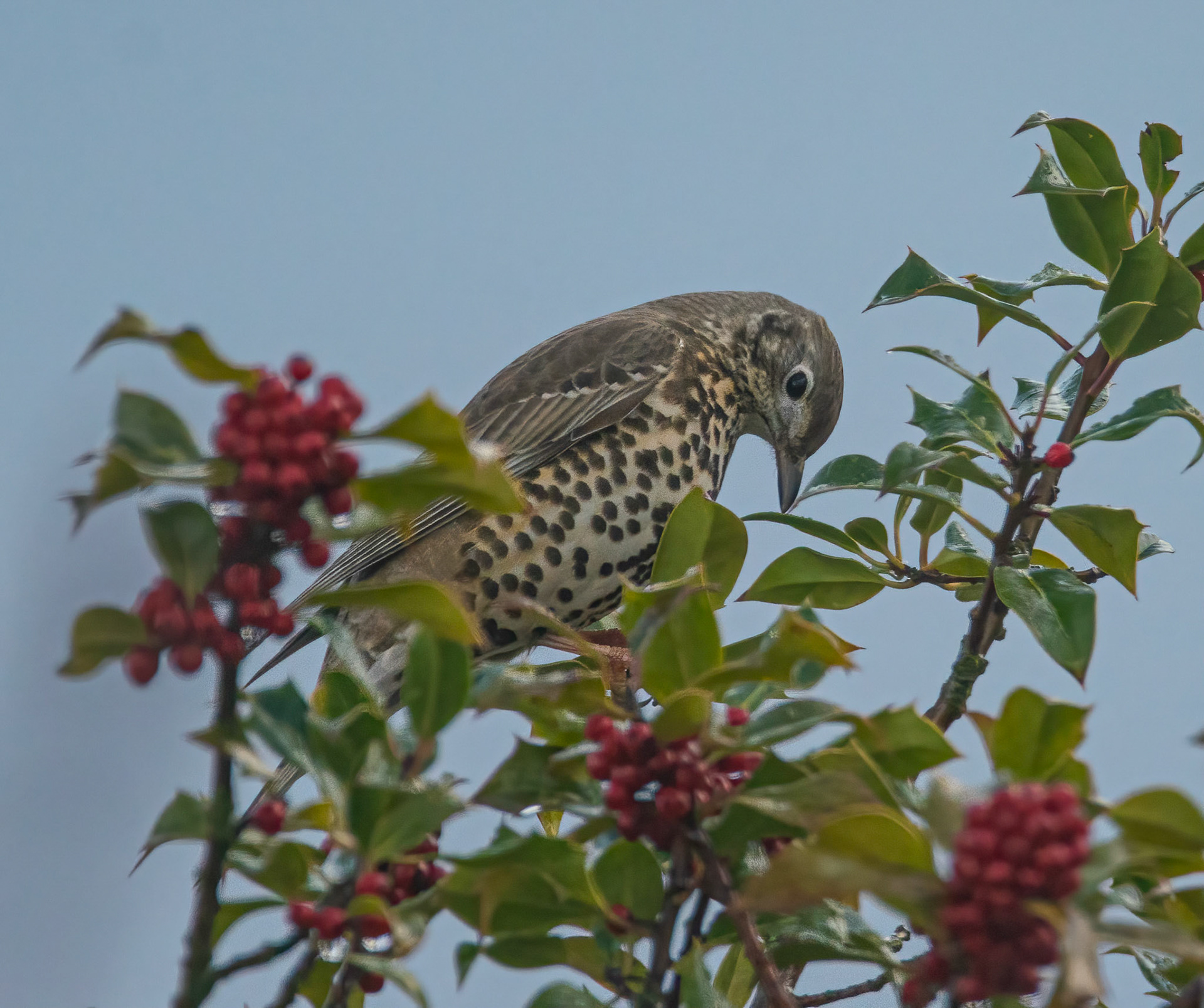 © John M Williams 2021