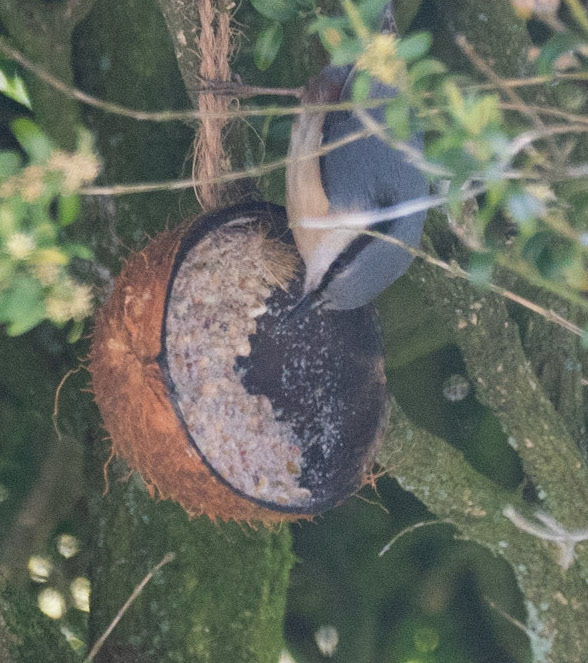 Nuthatch © John M Williams 2021