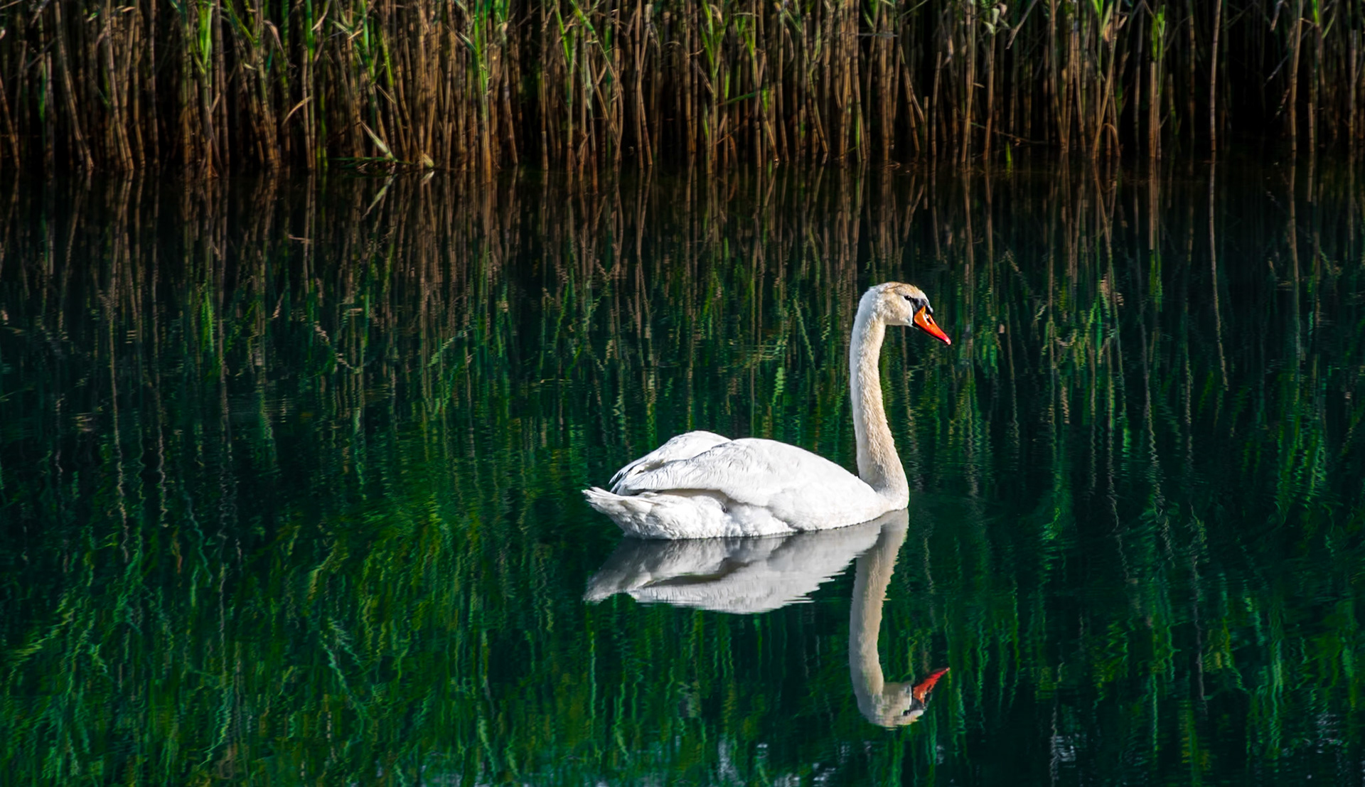 The swan