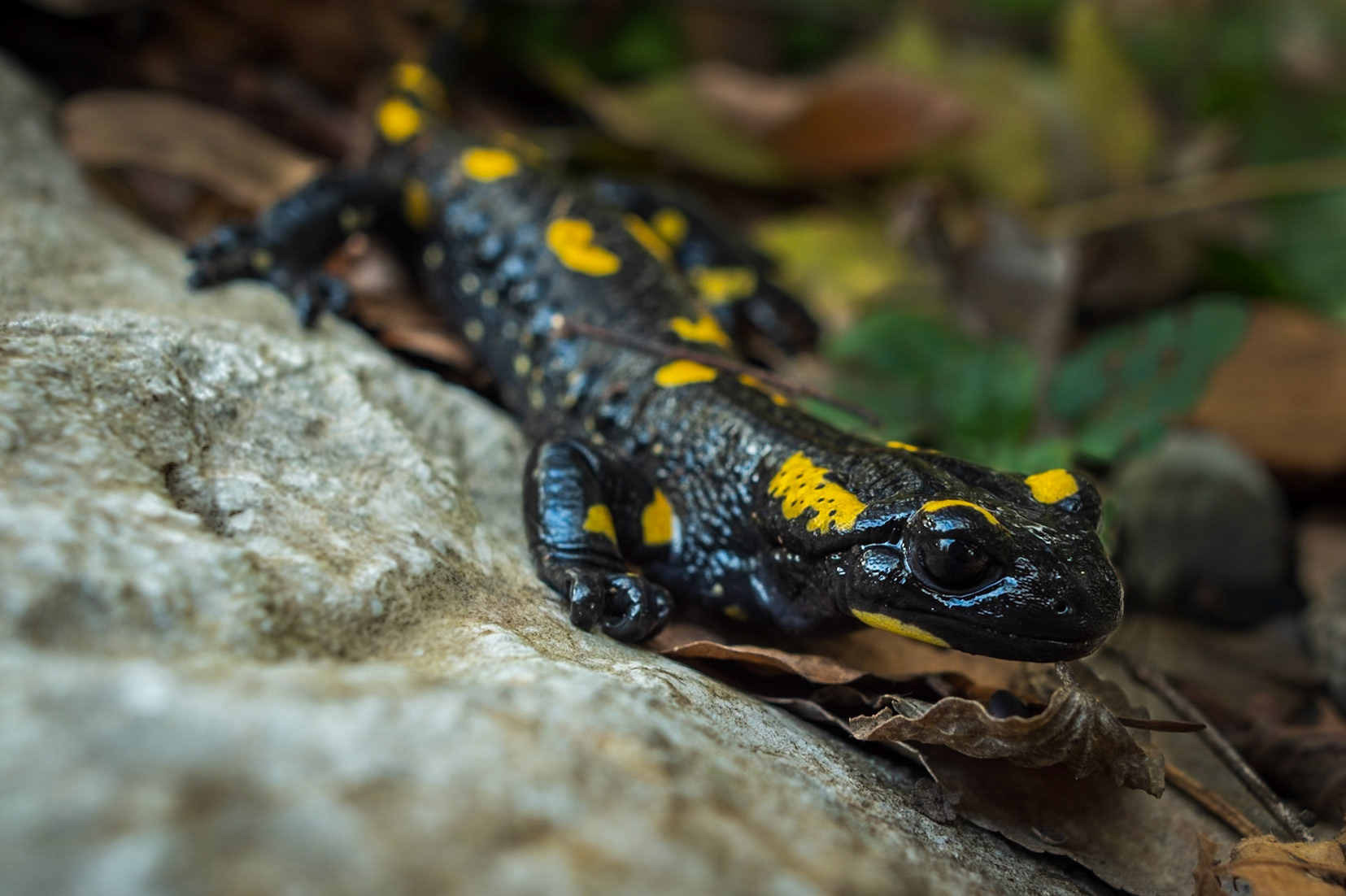Salamander