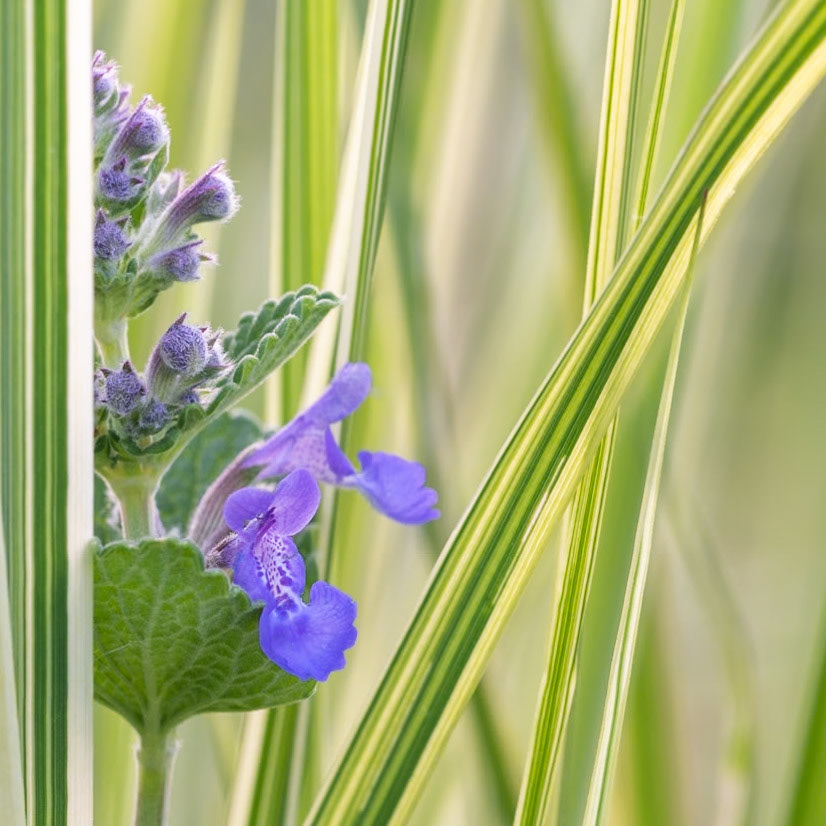 Nepeta faassenii 'Six Hills Giant'