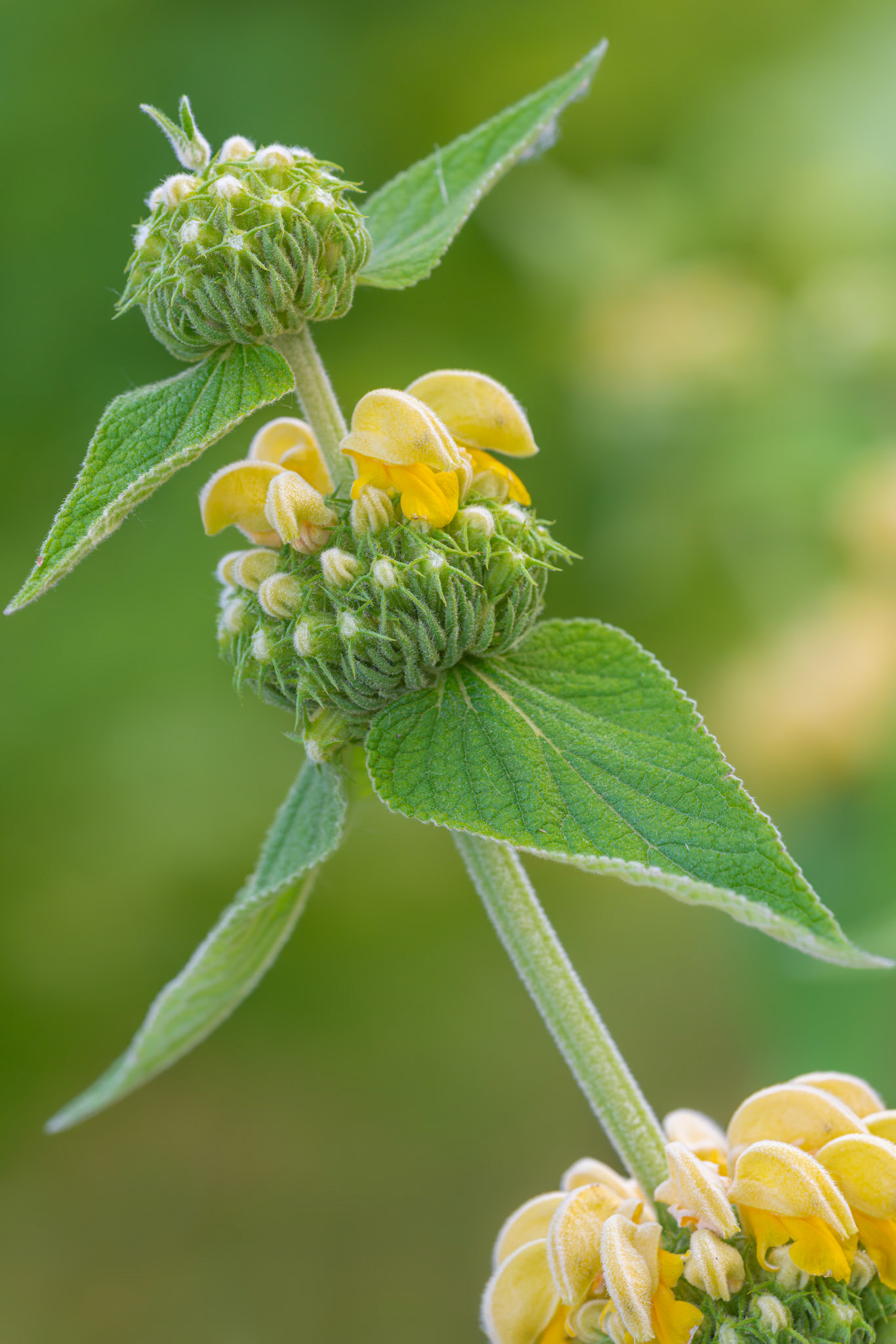 Phlomis Russeliana