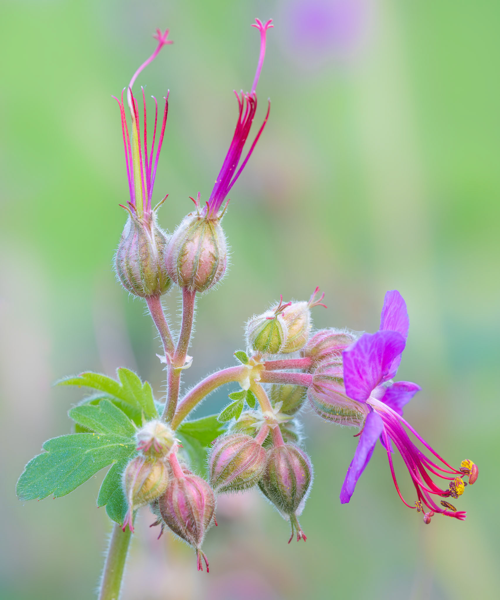 Geranium macrorrhizum 'Ingwersen's Variety'