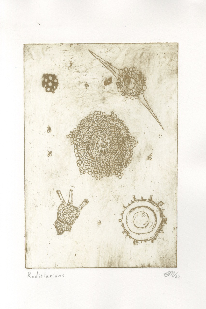 Radiolarians final etching print