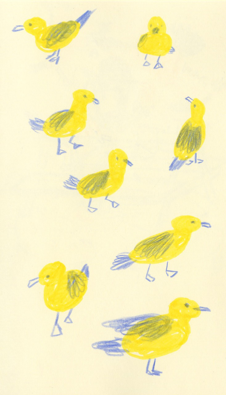 Two colour seagull sketches