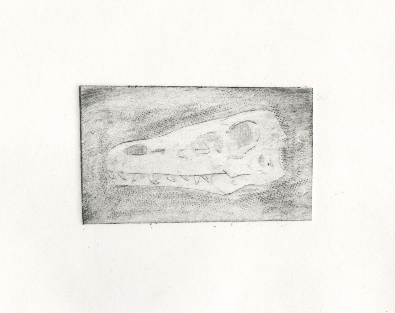 Long skull - Drypoint etching onto copper