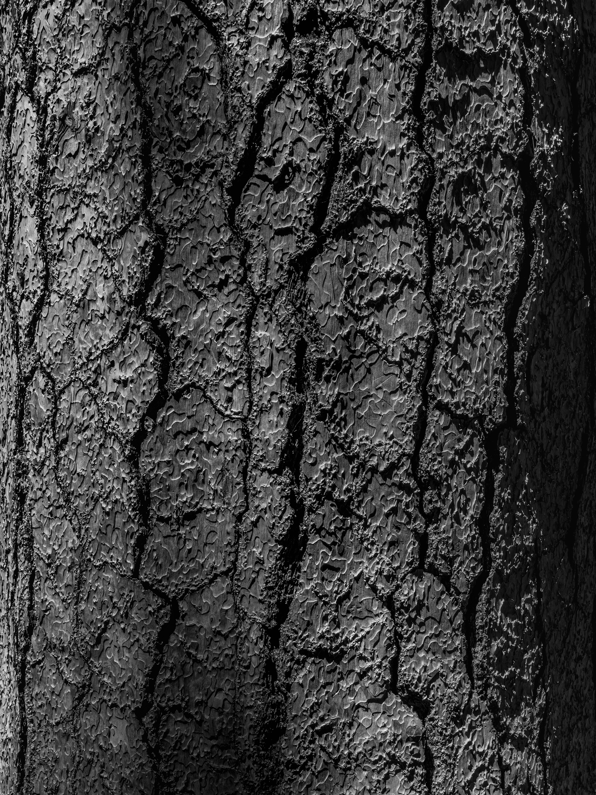 Introspective Yosemite No. 7