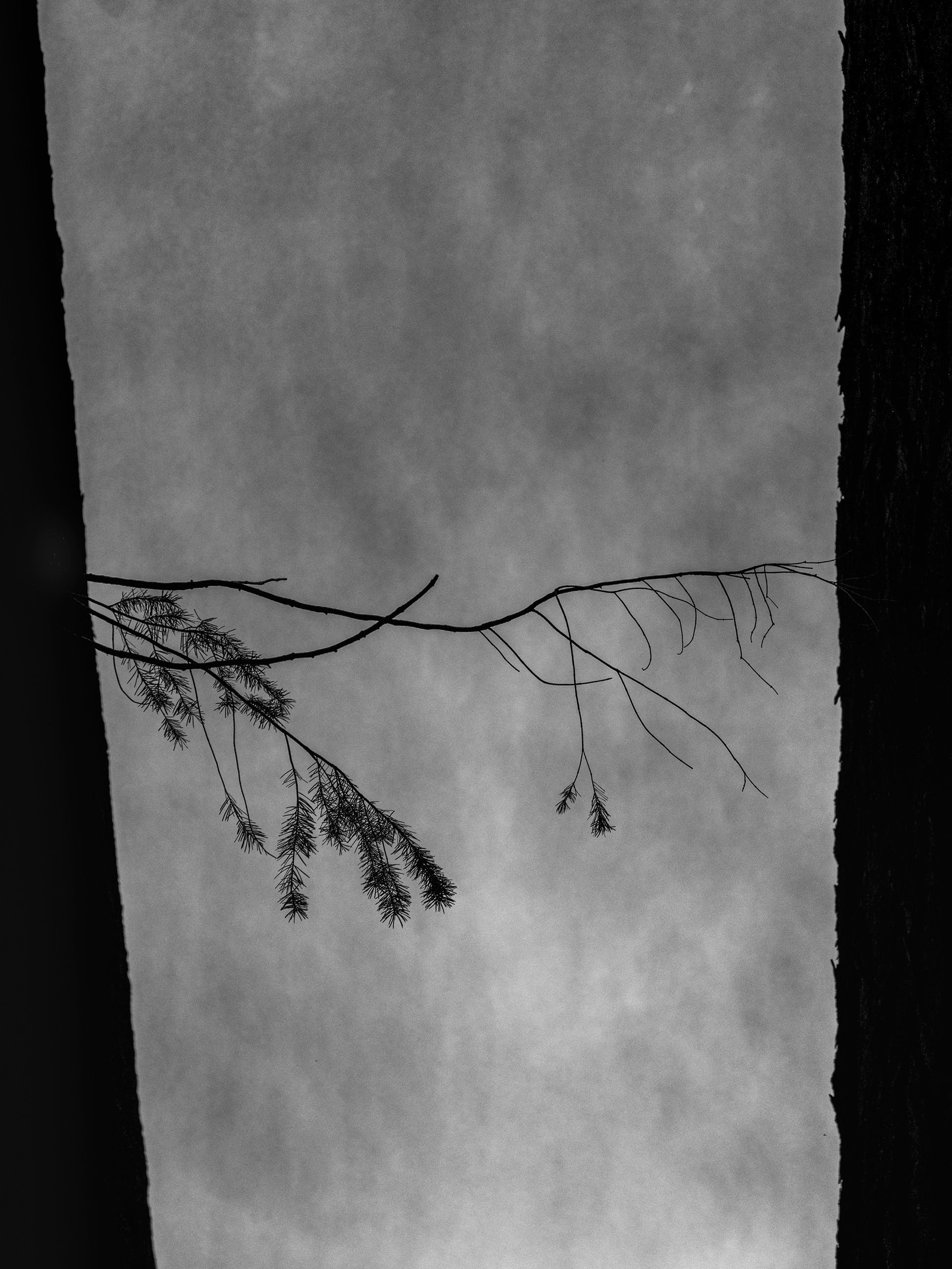 Introspective Yosemite No. 5