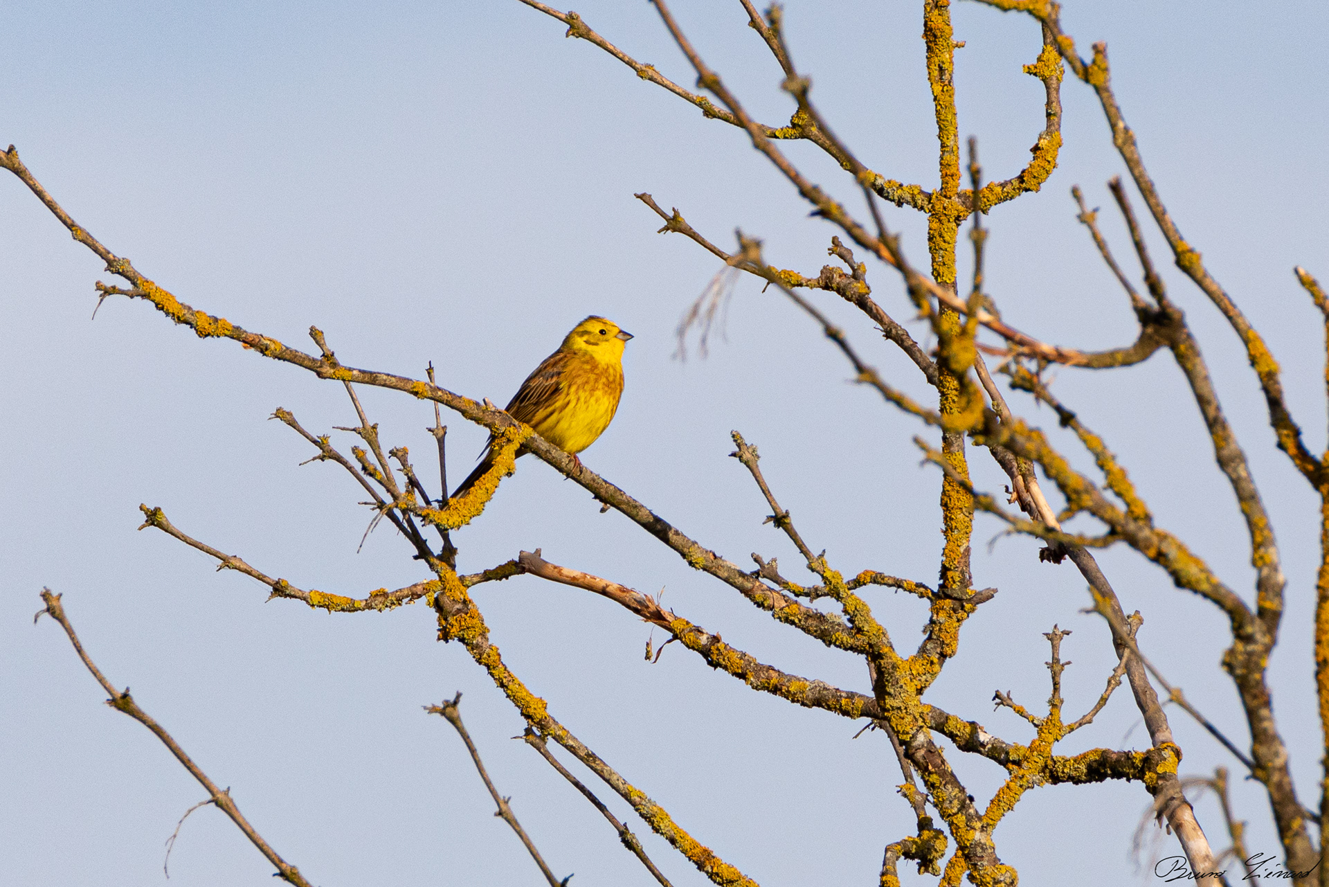 Bruant jaune