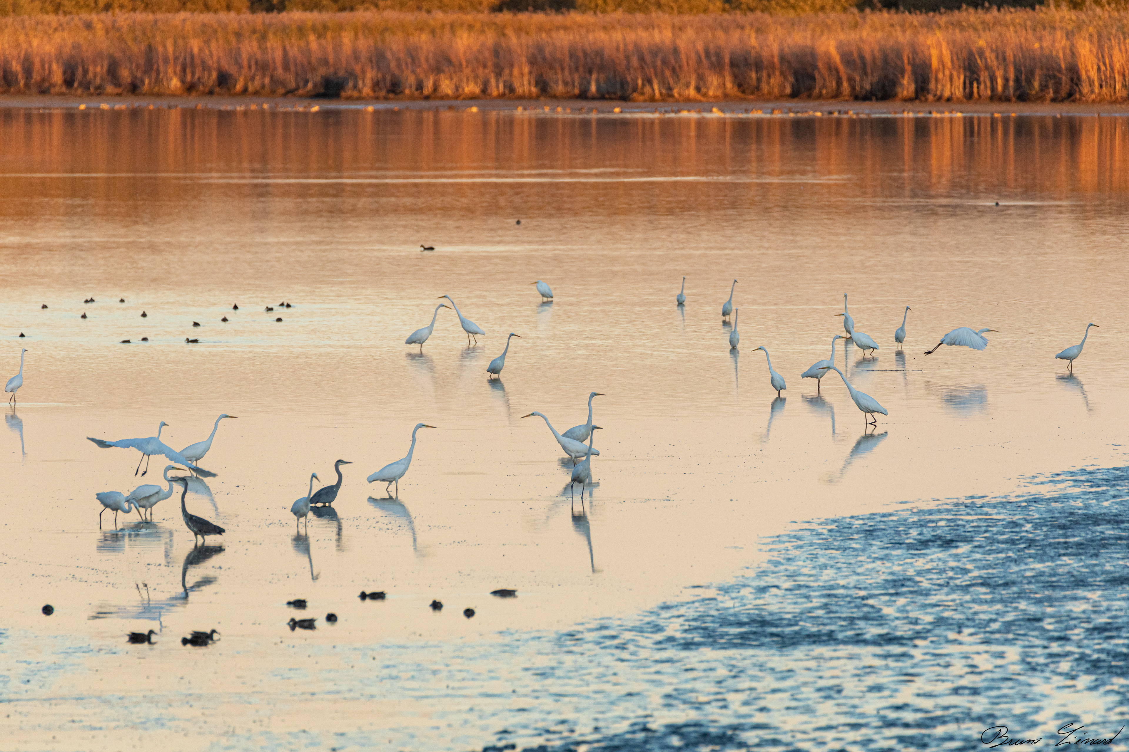 Grandes aigrettes, hérons cendrés, ...