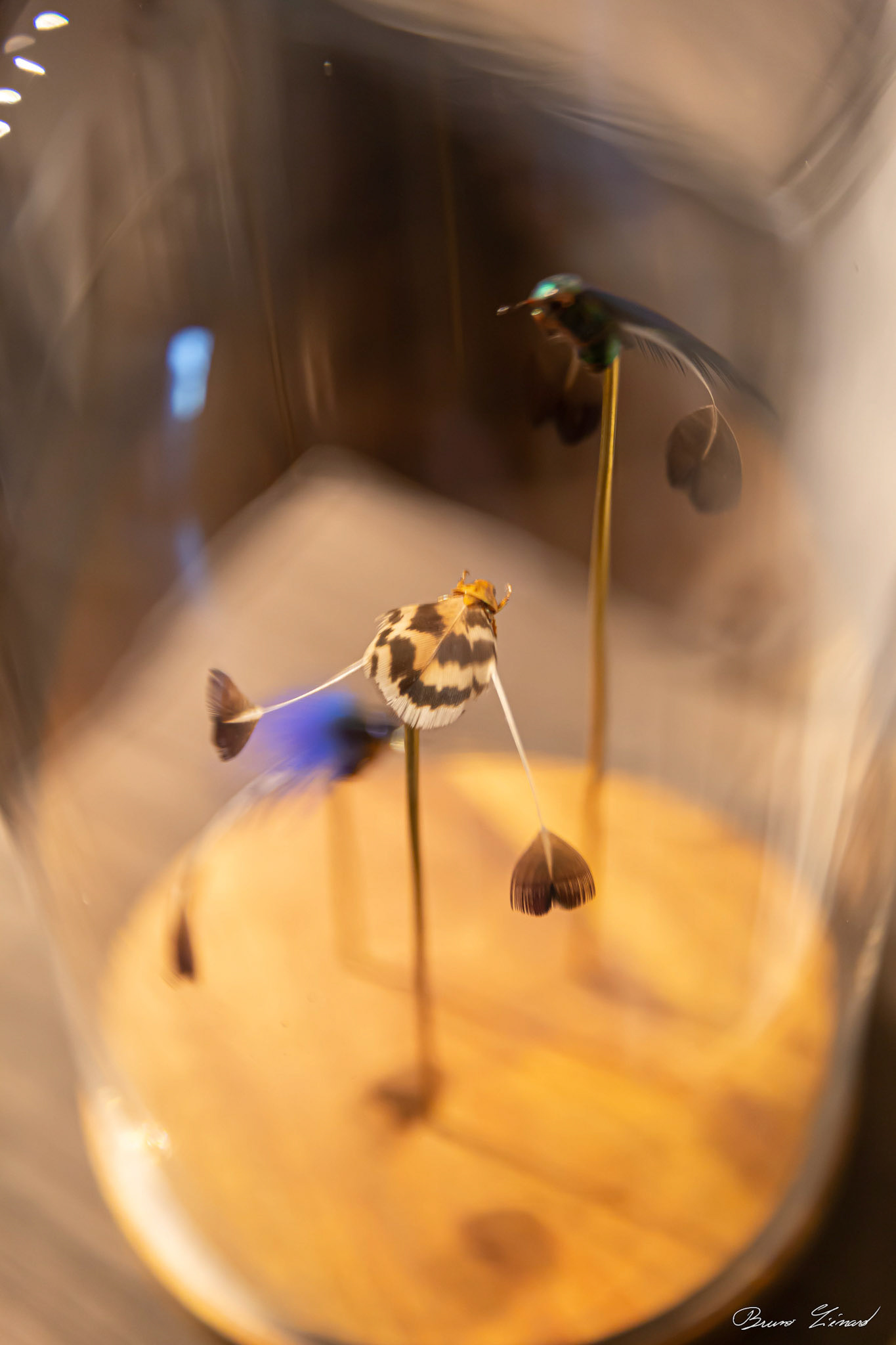 Les soleils noirs - Amandine Gollé