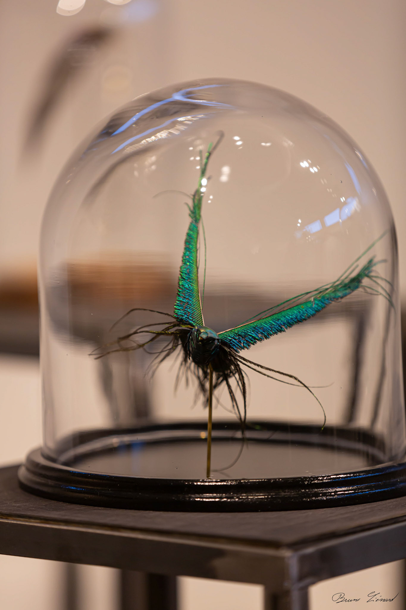 Les soleils noirs - Amandine Gollé