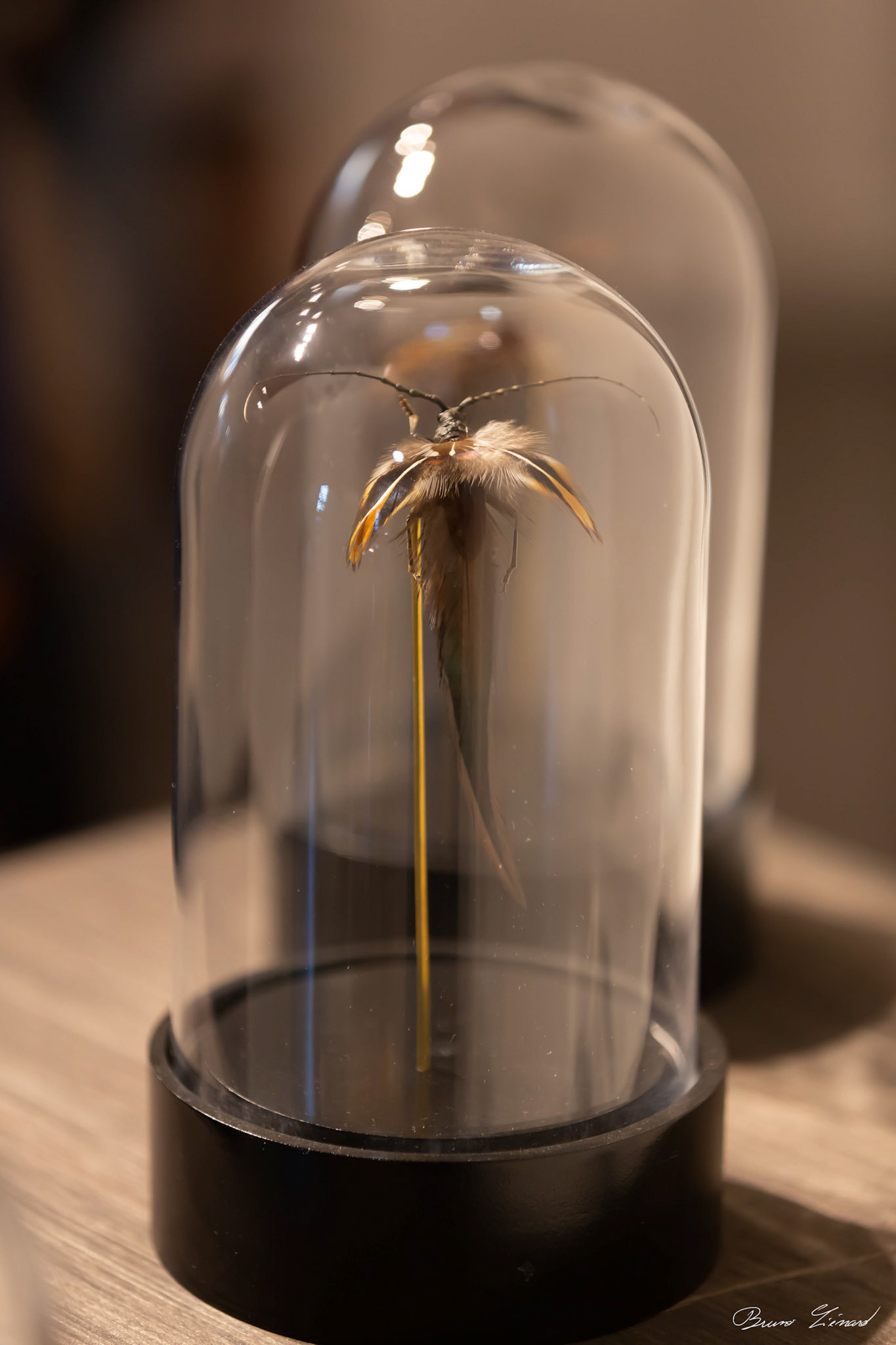 Les soleils noirs - Amandine Gollé