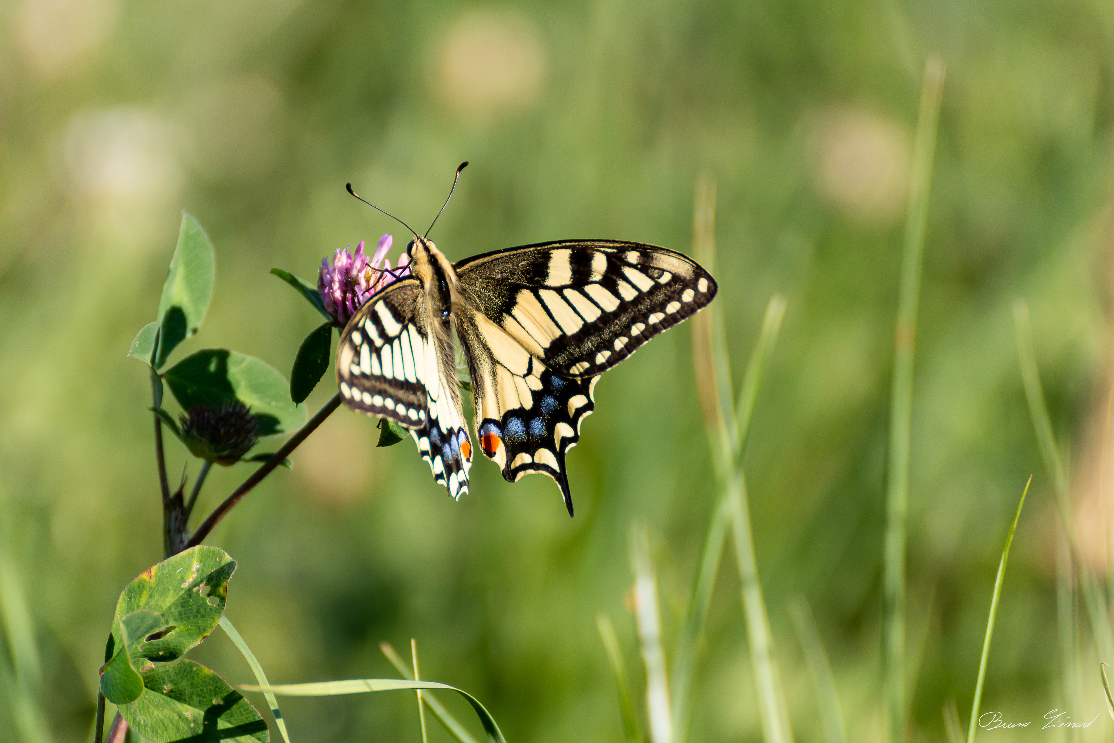 Machaon - juillet 2015