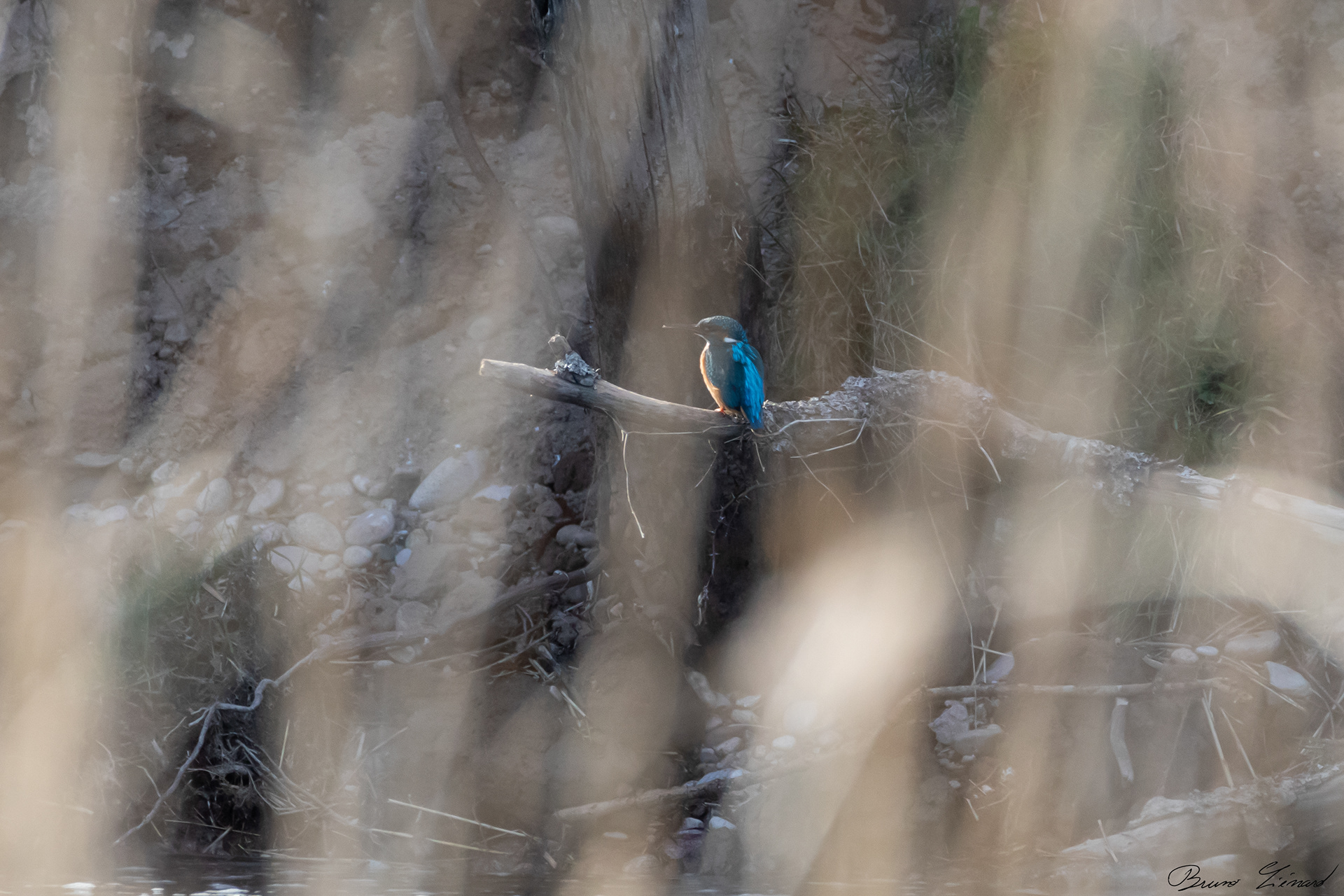 Martin-pêcheur d'Europe