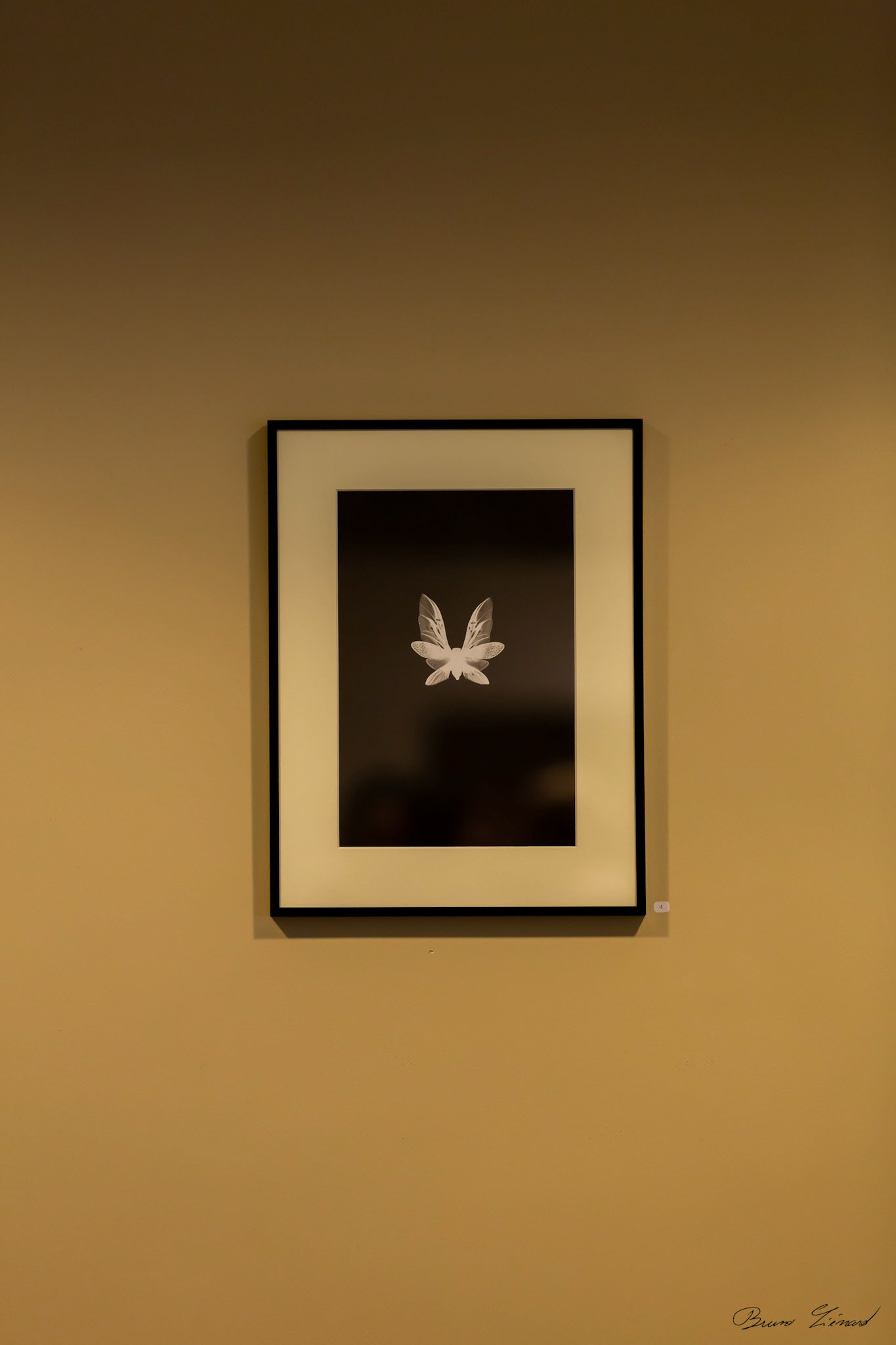 Les soleils noirs - Amandine Gollé