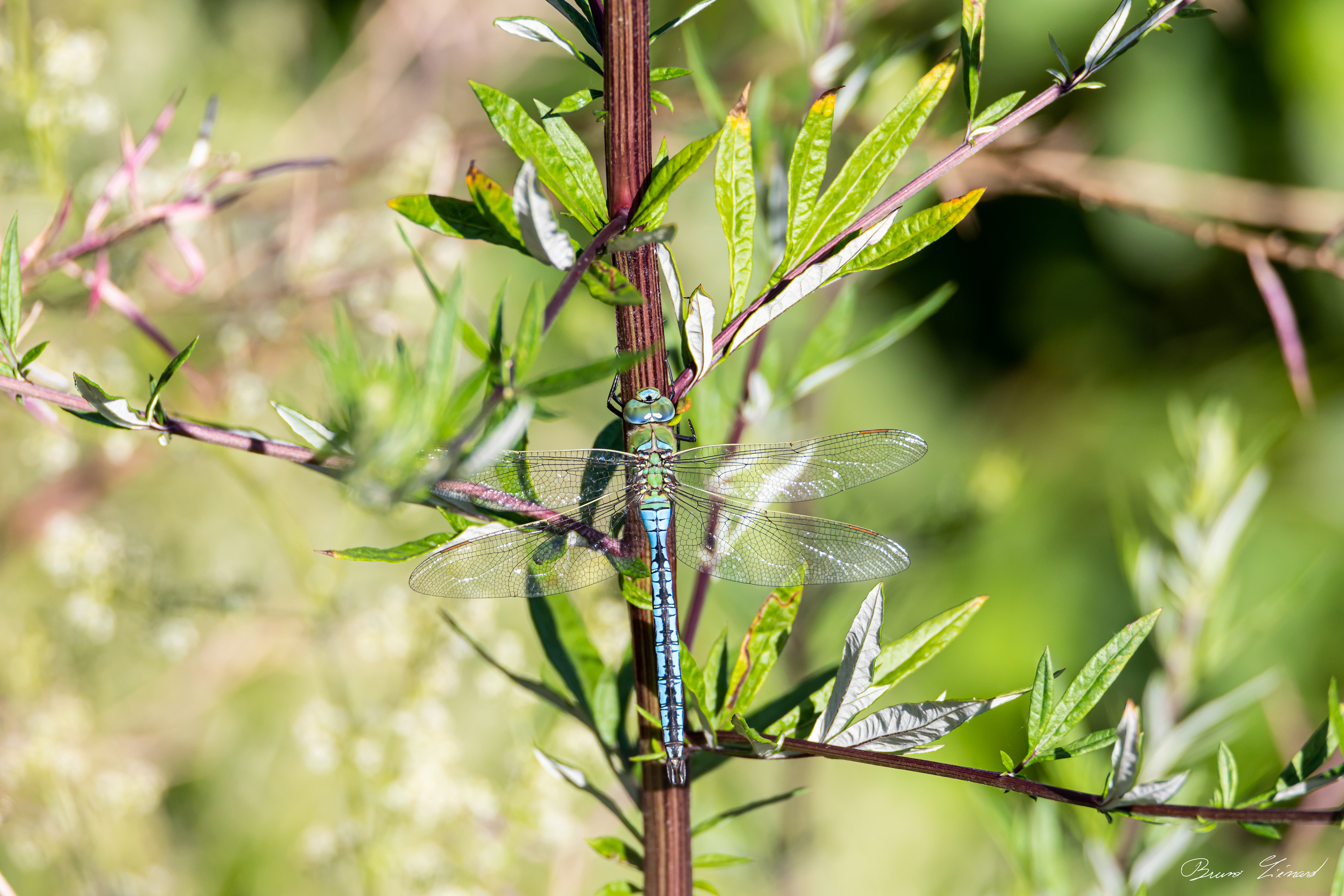 Anax empereur mâle - juin 2020