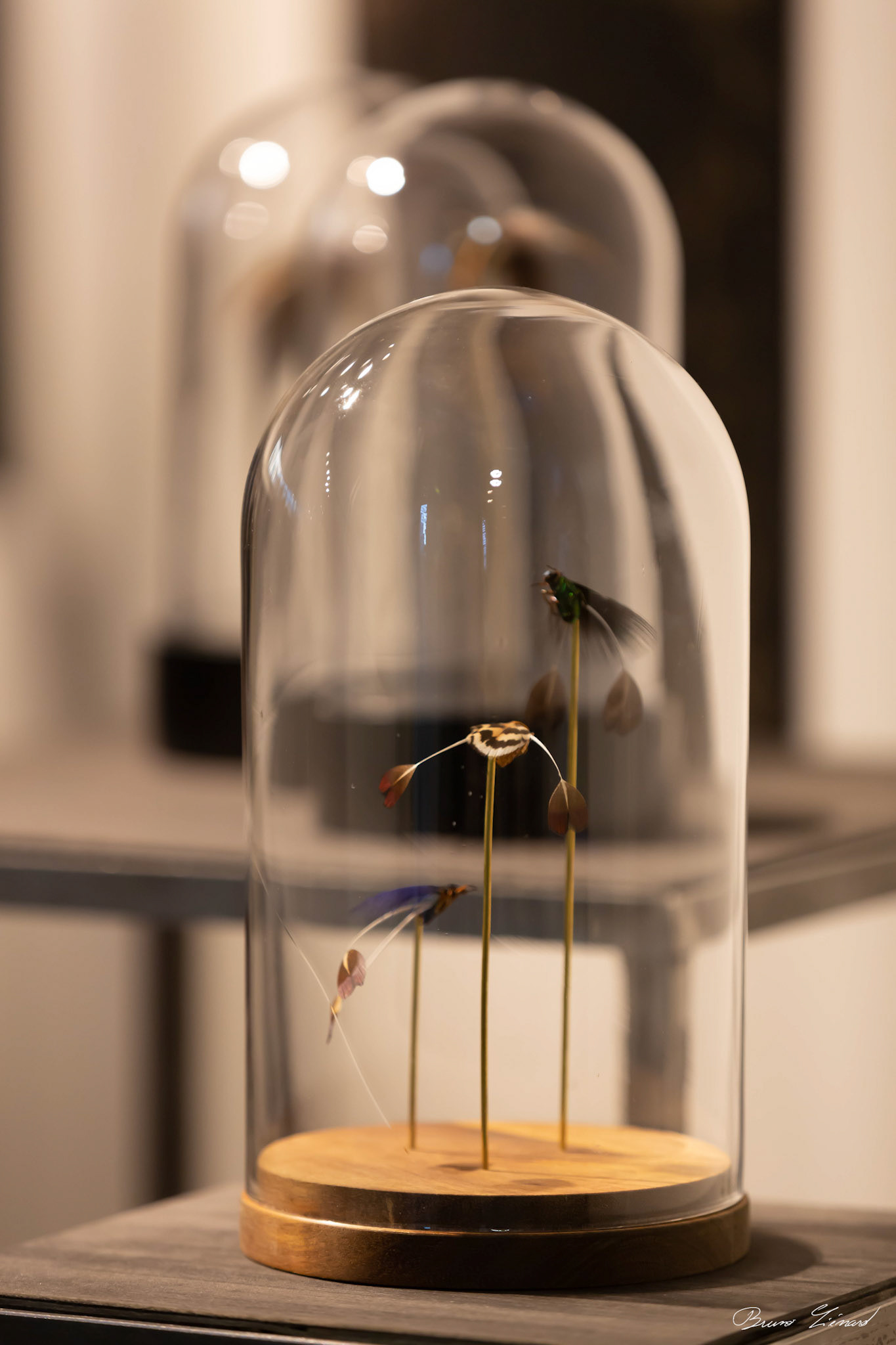 Les soleils noirs - Amandine Gollé