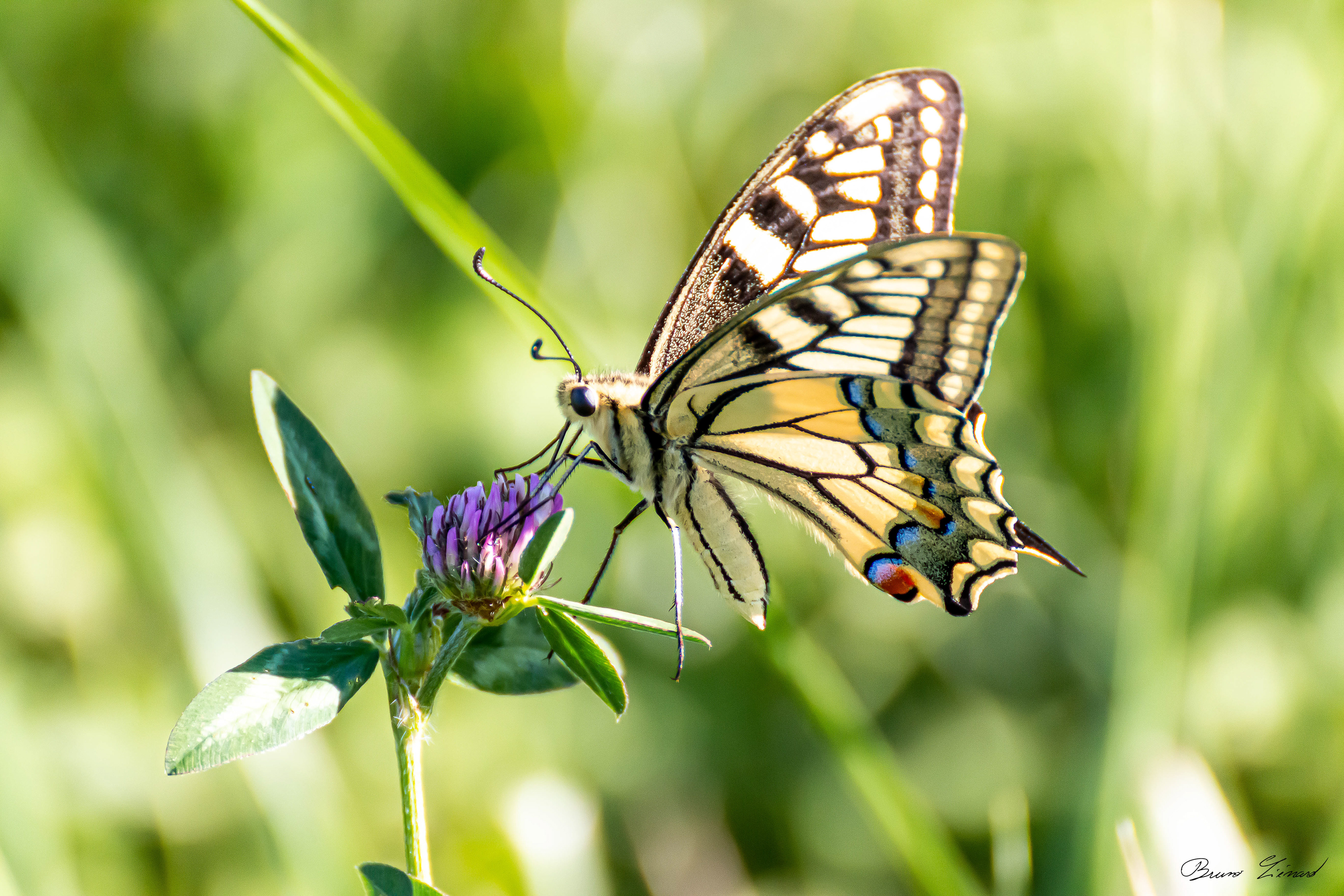 Machaon - juillet 2015