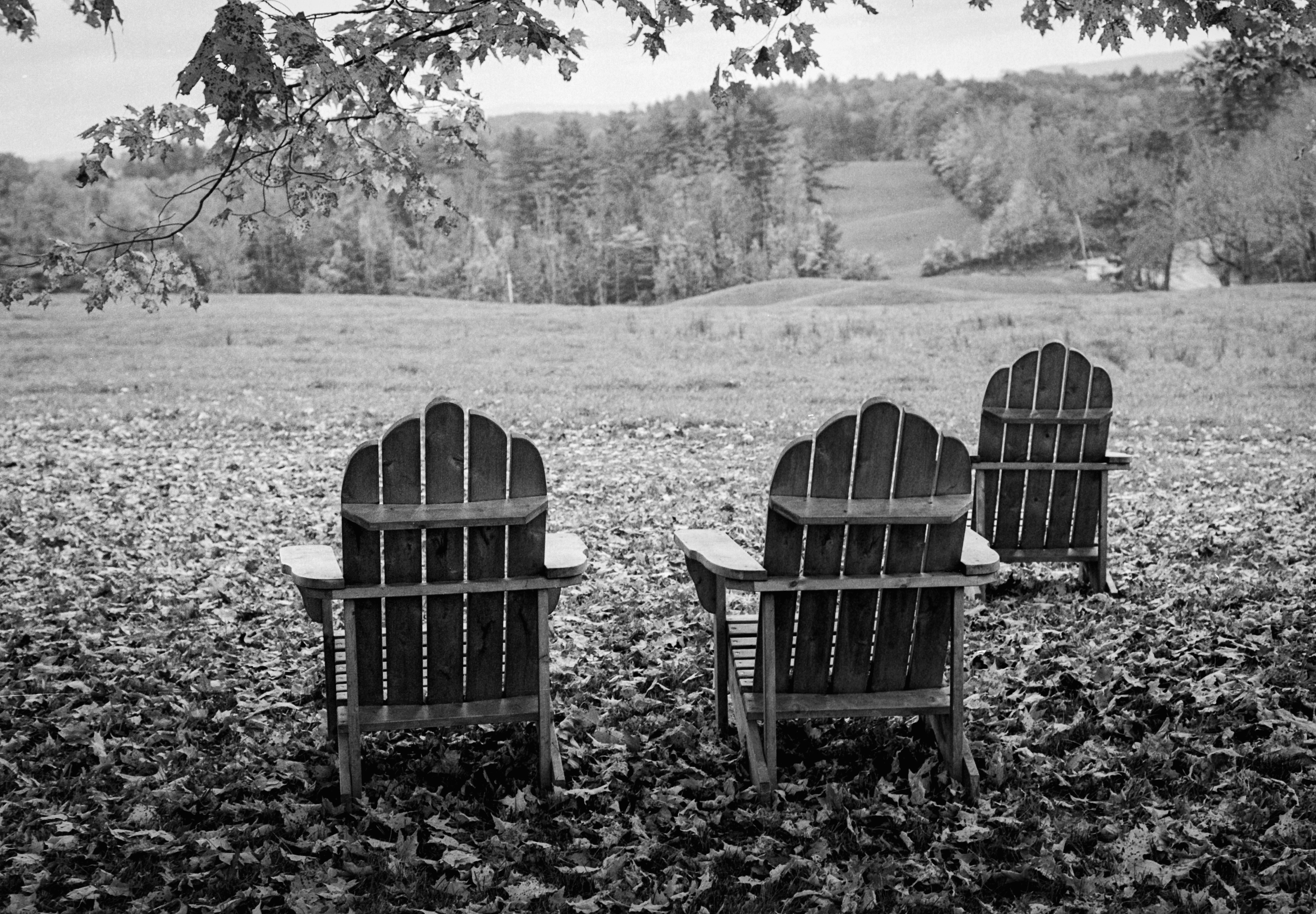A row of wood Adirondack chairs in on the edge of a pasture