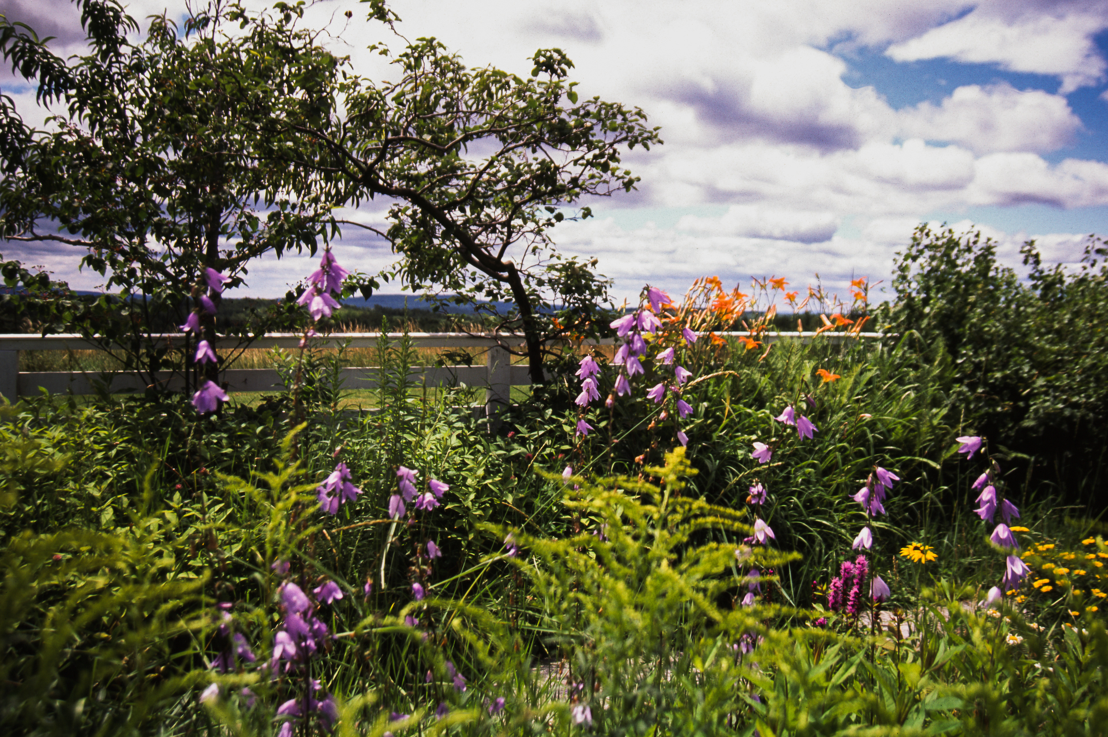 Flower Garden