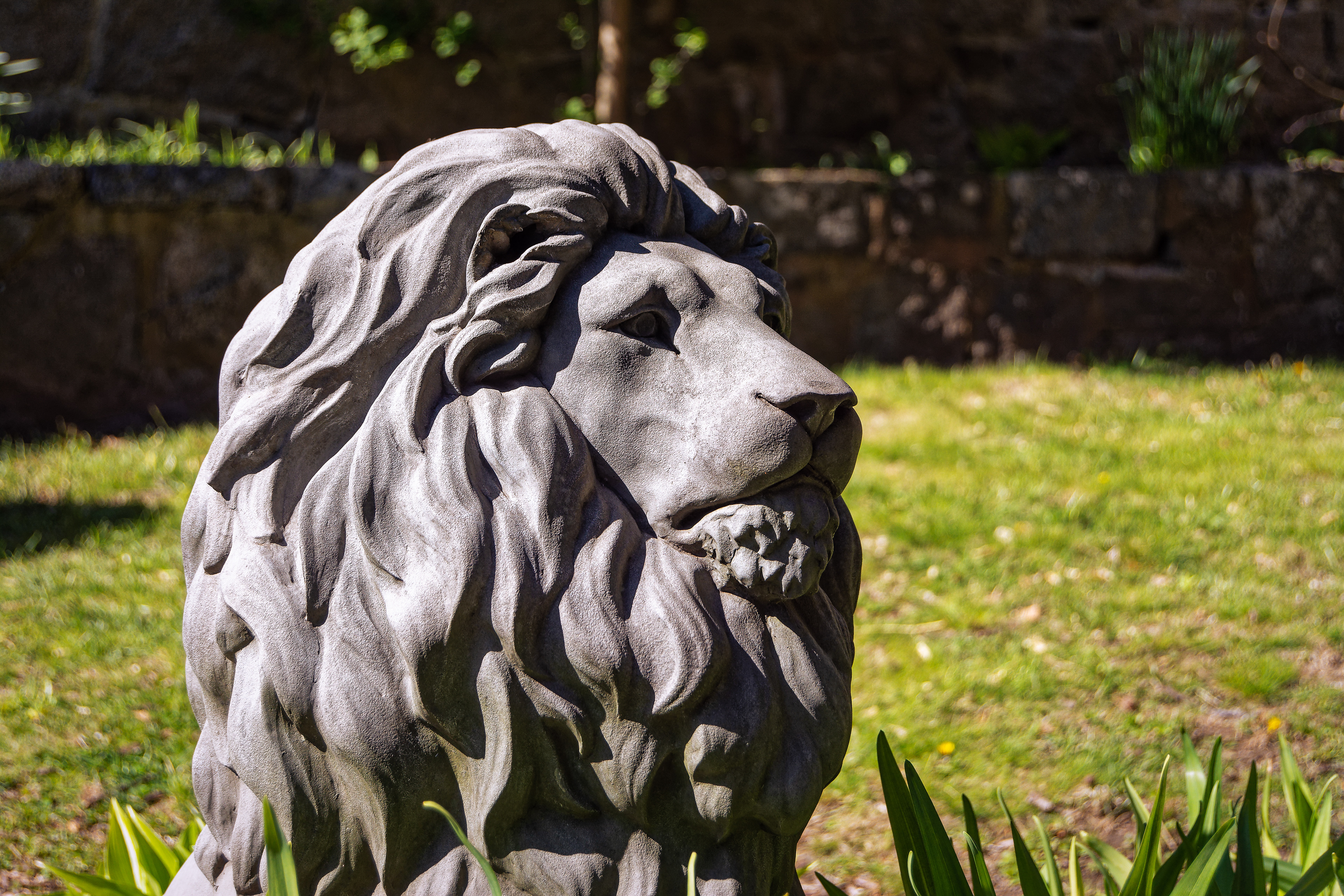 A concrete lion's head sculpture in afternoon sun.