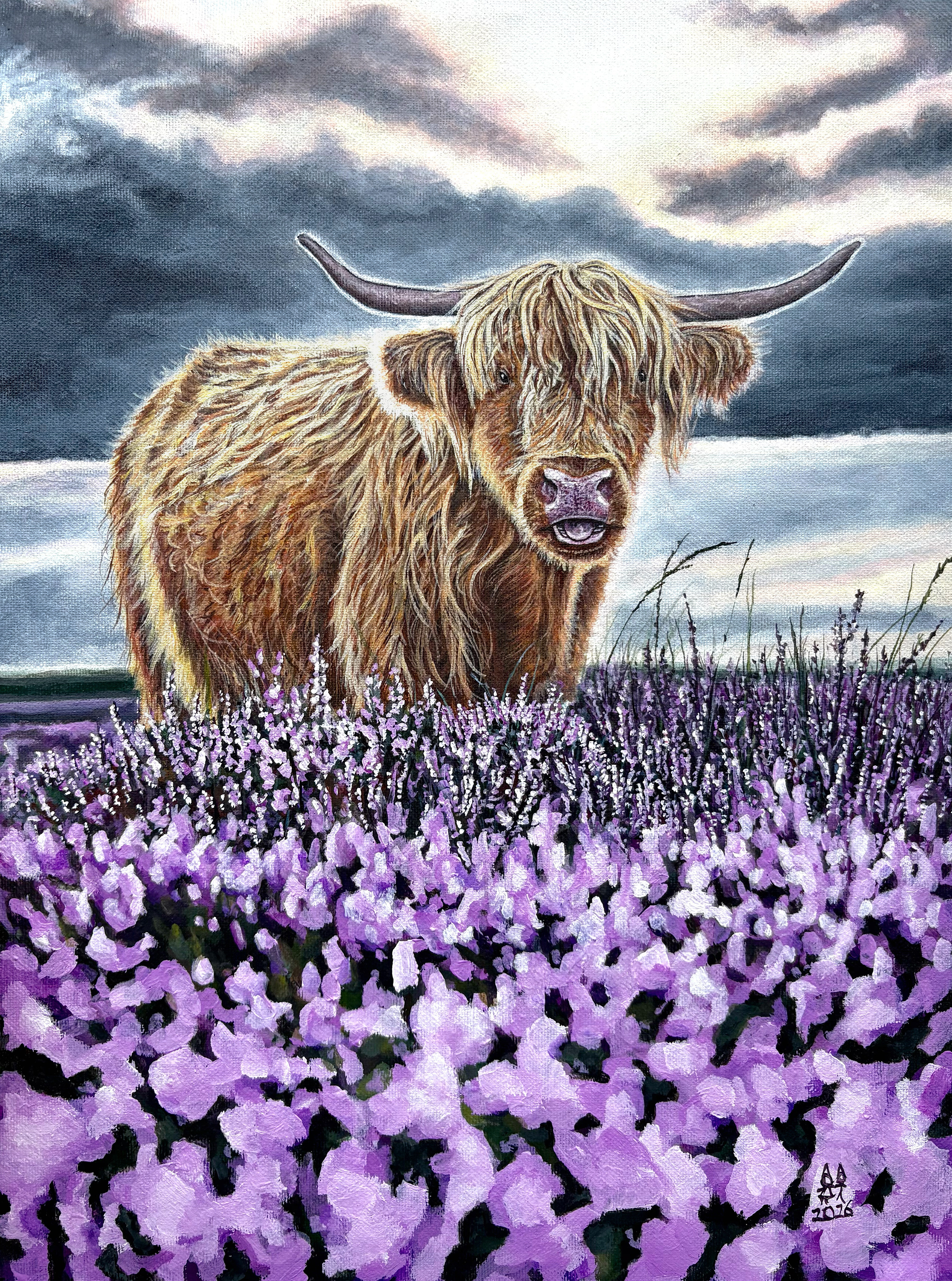 The Scottish Highland Coo