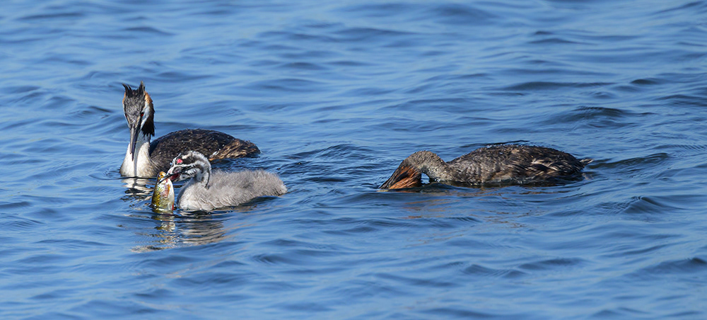 Great Crested Grebes