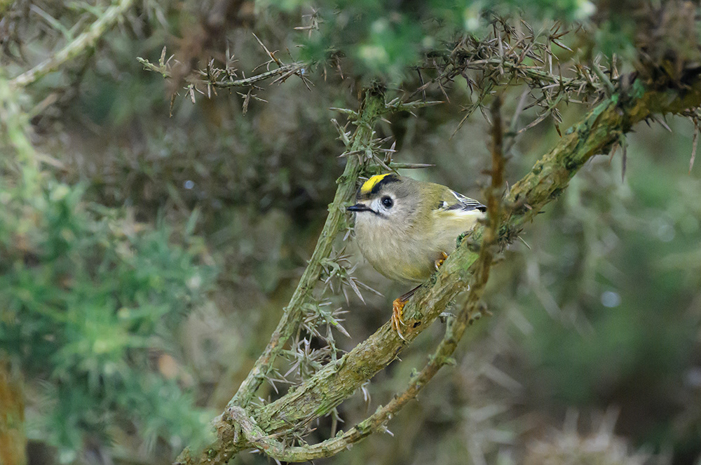 Goldcrest