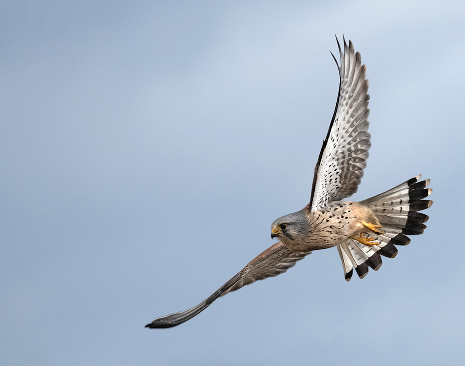 Kestrel